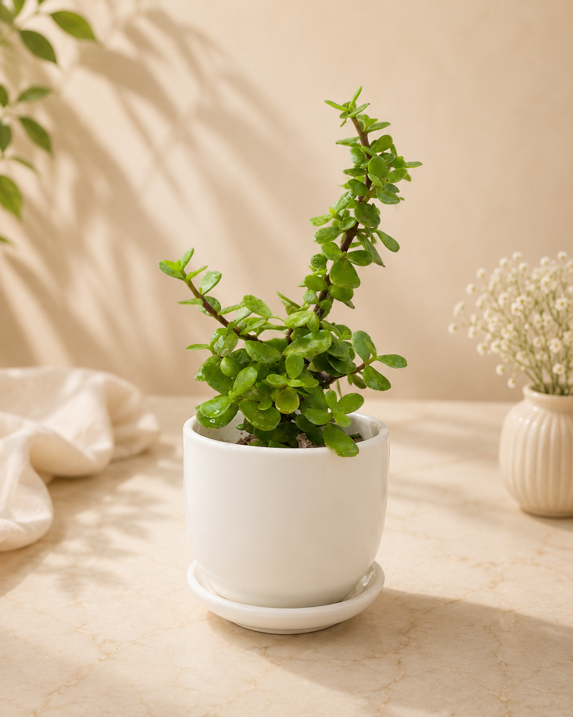 Jade Plant in Ceramic Pot