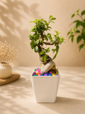 Bonsai Plant